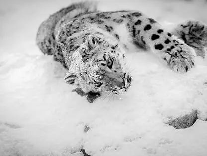 Amazing Ladakh - Group Tour